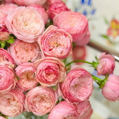 Harper Rose Plant｜竖琴师 image 3