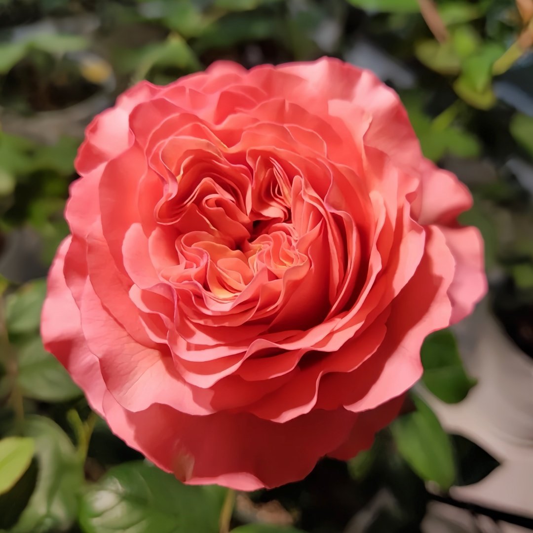 Red Coral Rose Plant｜红珊瑚 image 0