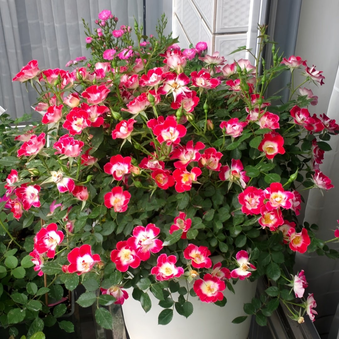 Little Artist Rose Plant|小画家 image 9