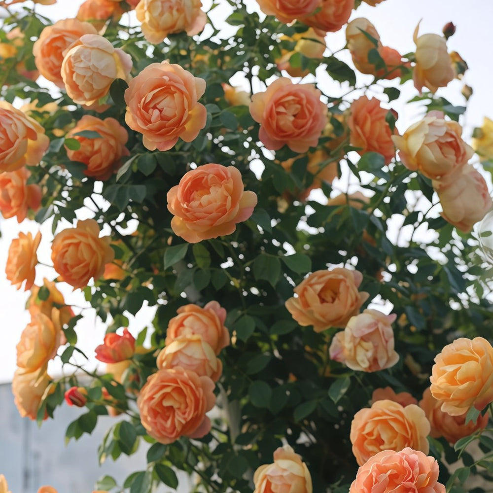 Lady Of Shalott Rose Plant | 夏洛特夫人 image 9