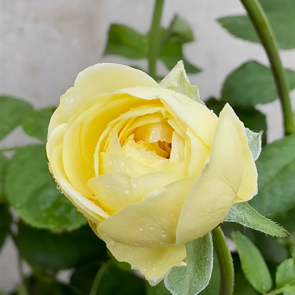 Cassandra Rose Plant｜卡桑德拉 image 4