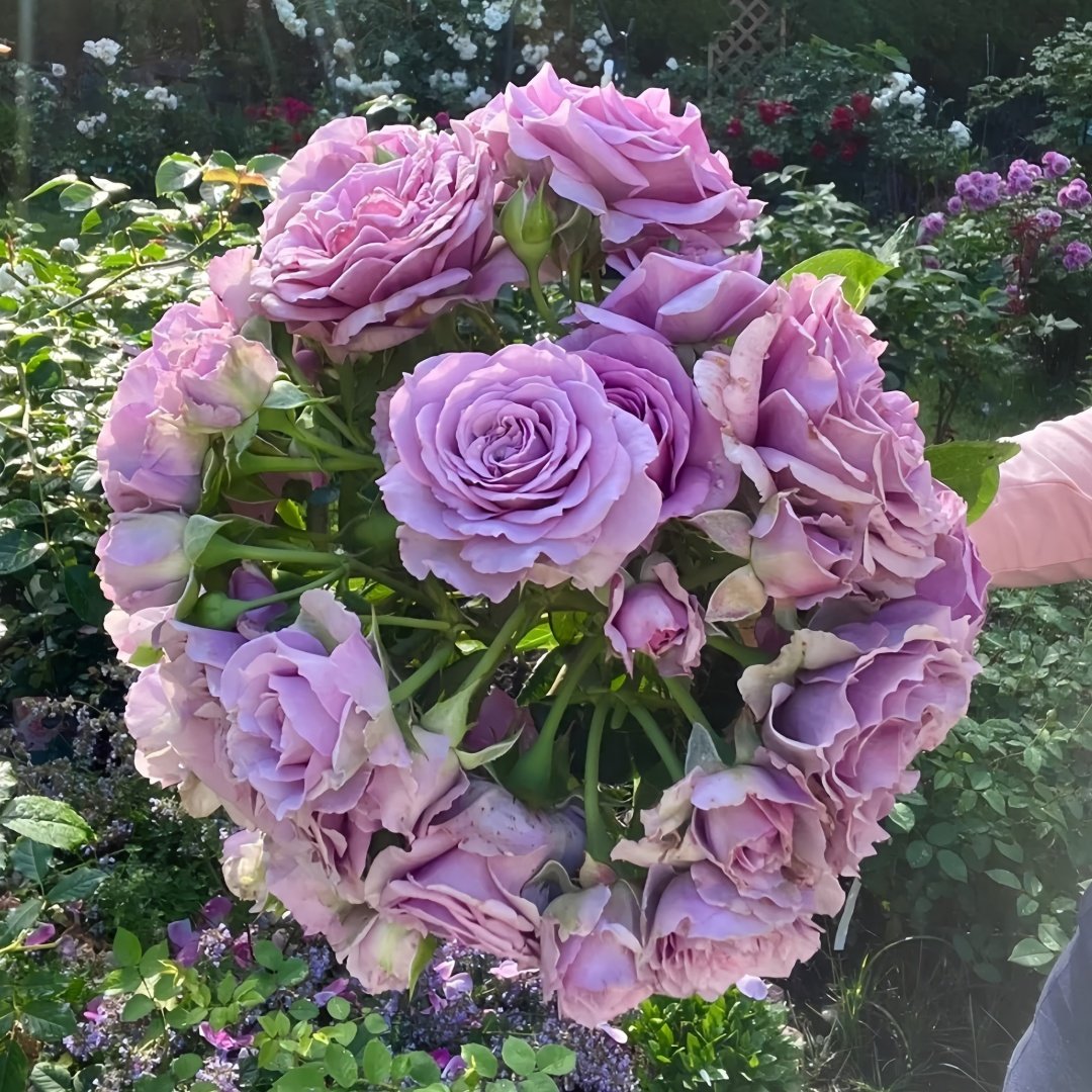 Quick Silver Rose Plant|快银 image 3