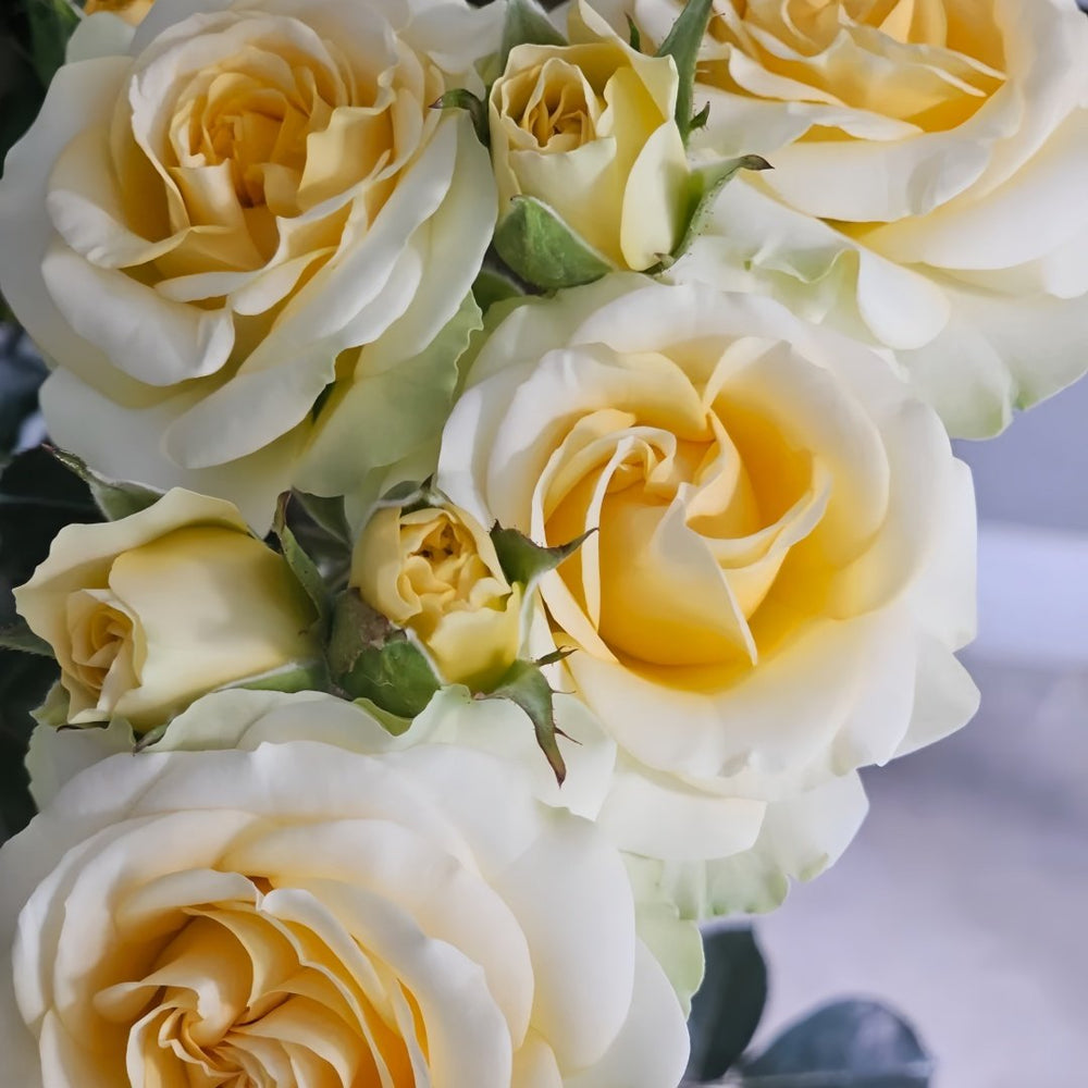 Avocado Rose Plant｜牛油果 image 7