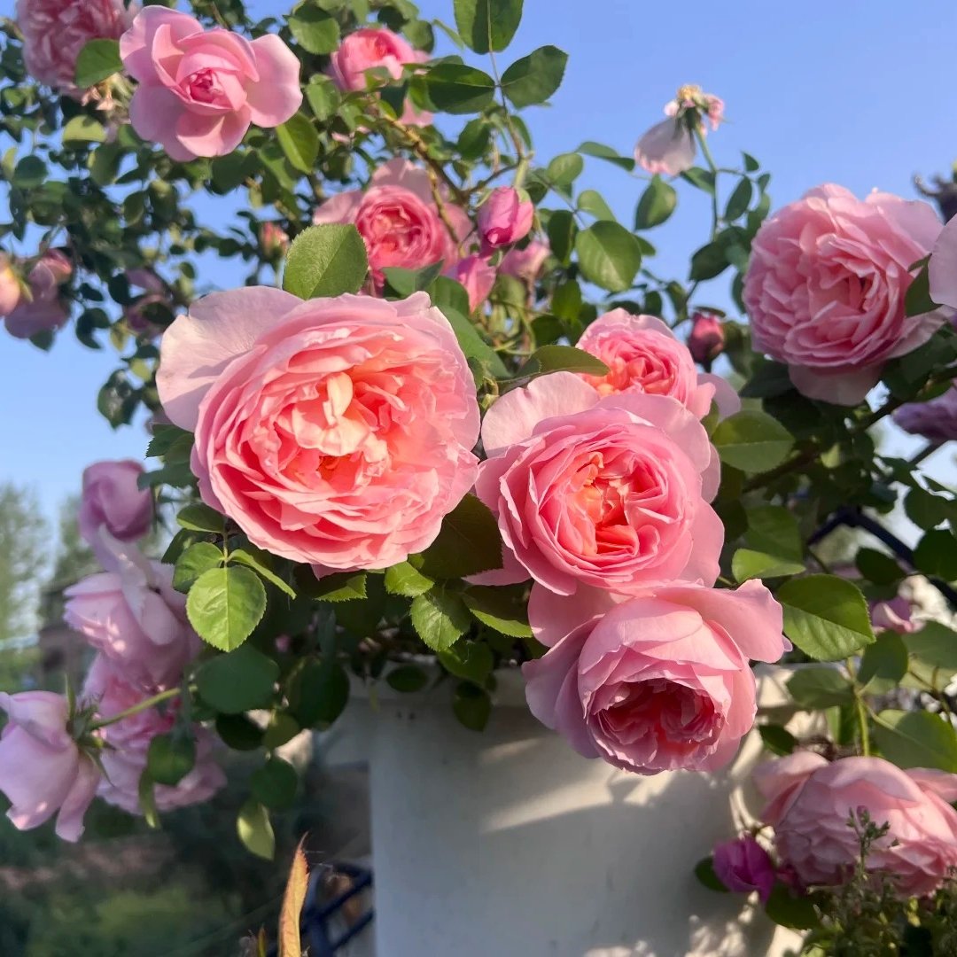 Dames de Chenonceau Rose Plant|舍农索城堡的女人 image 10