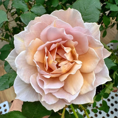 Suo Qingqiu Rose Plant｜锁清秋 image 2