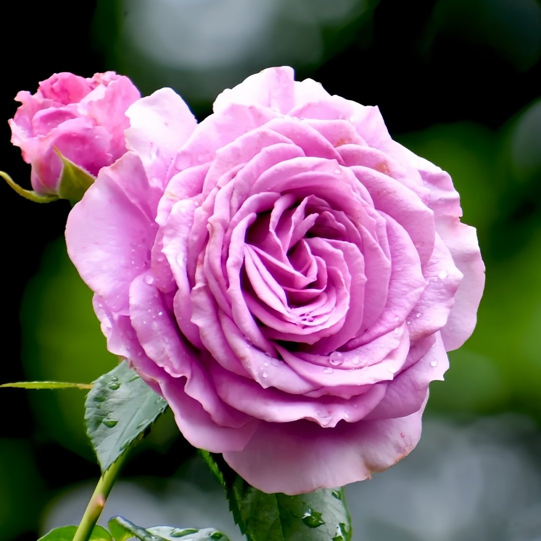 Quick Silver Rose Plant|快银 image 1