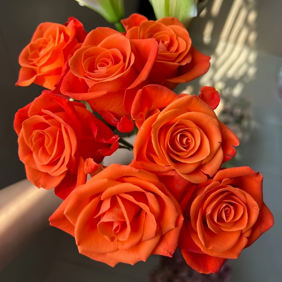 Orange Party Rose Plant|金色交响曲 image 6