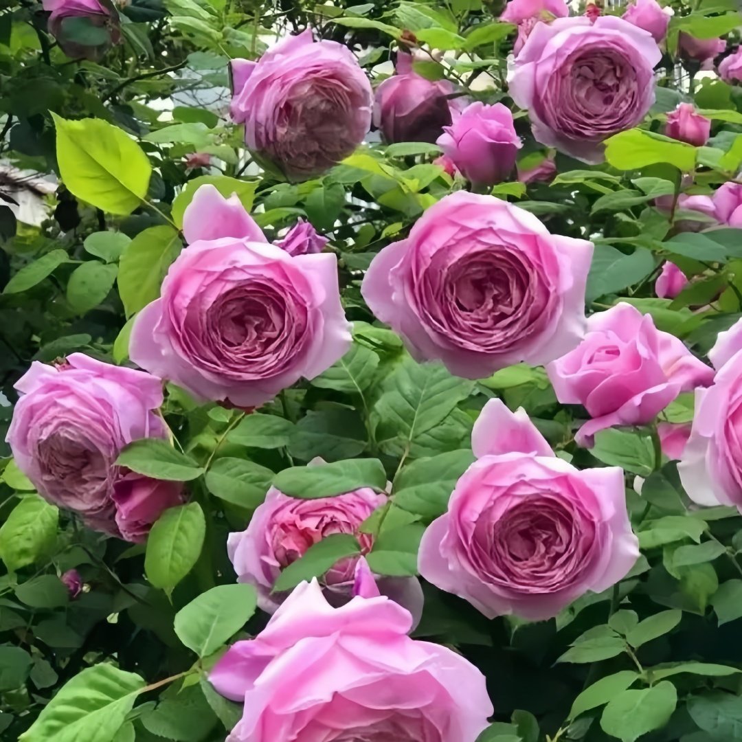 Spirit of Freedom Rose Plant｜自由精神 image 6