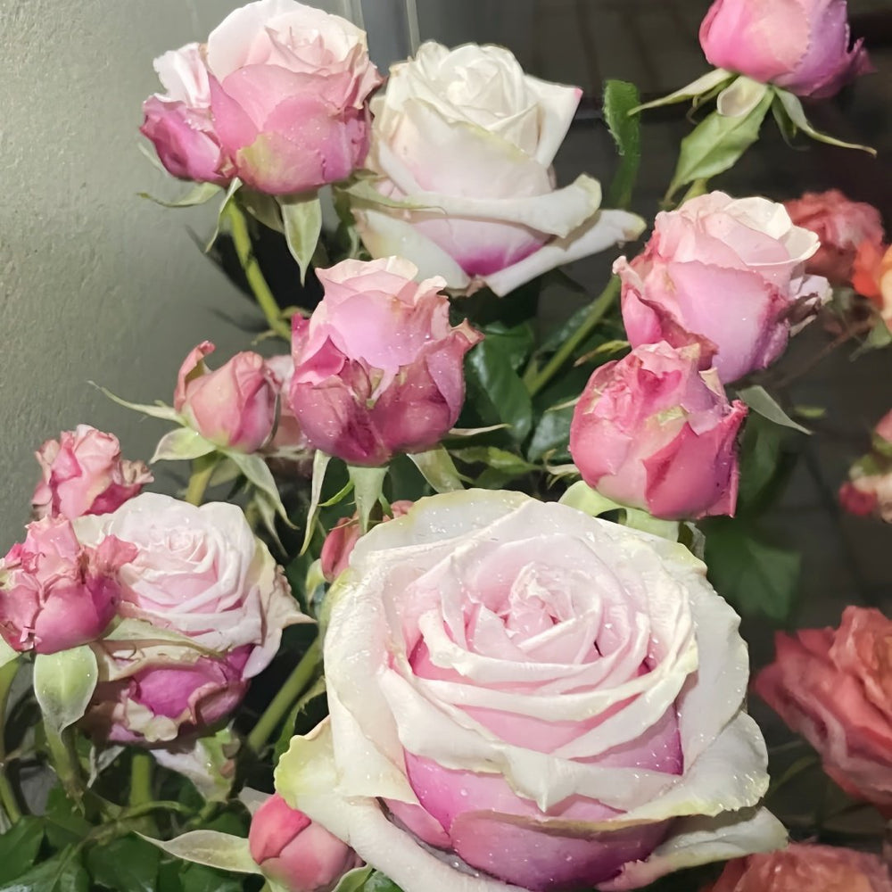 Lady Raphaela Rose Plant｜珍珠项链 image 6