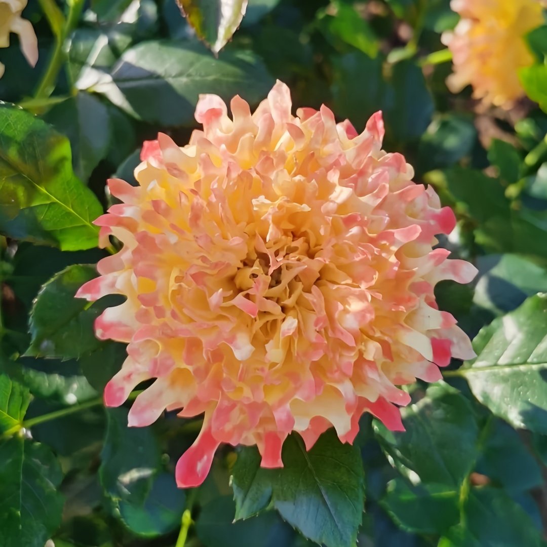 Fireworks Ruffles Rose Plant｜烟花波浪 image 7