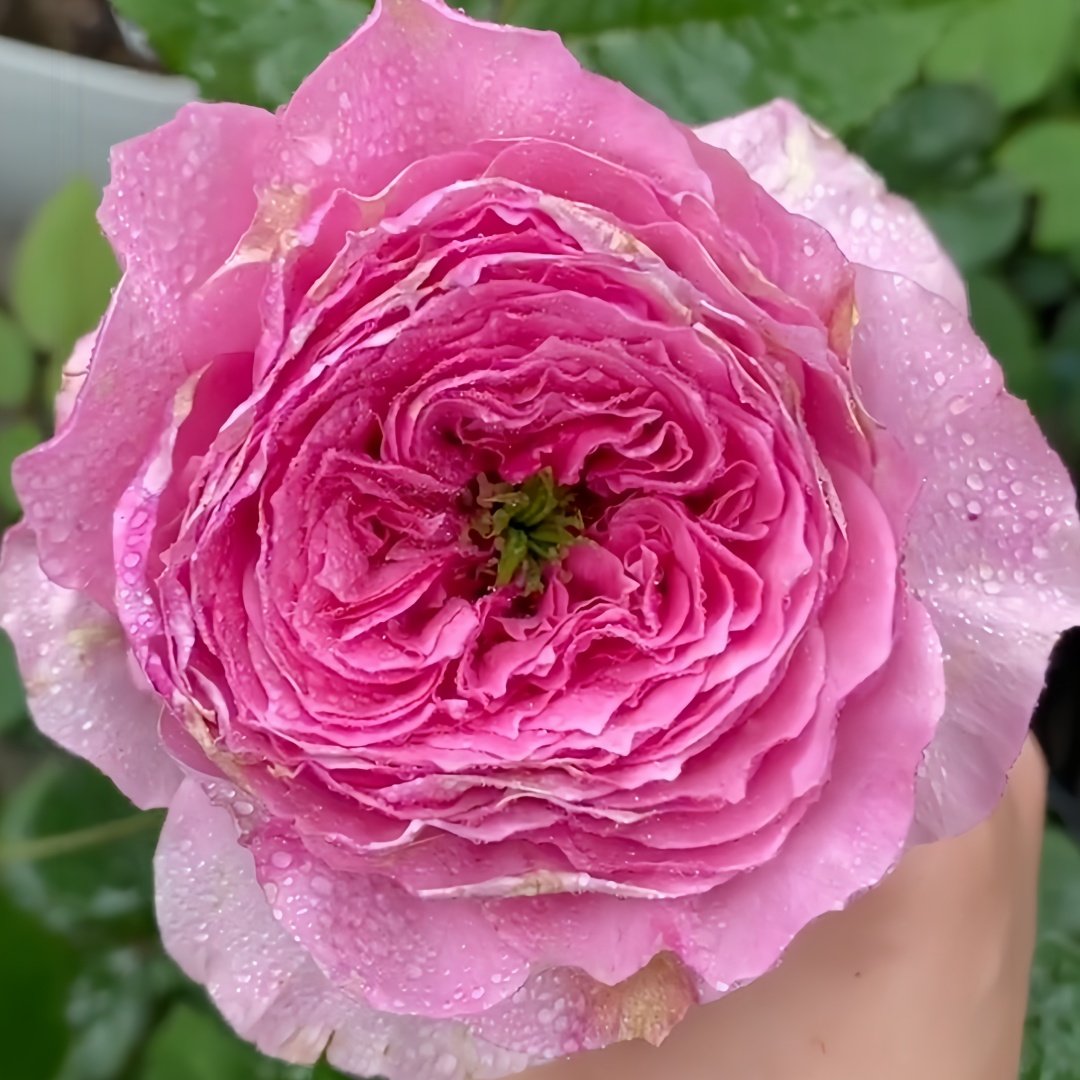 Jardin Parfumen Amoureuse Rose Plant｜禁忌感官 image 1
