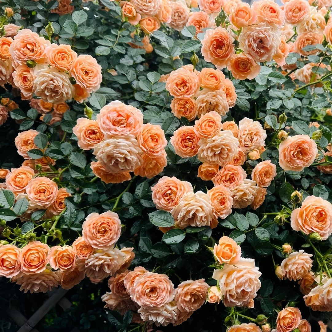 Sweet Dream Rose Plant｜甜梦 image 2