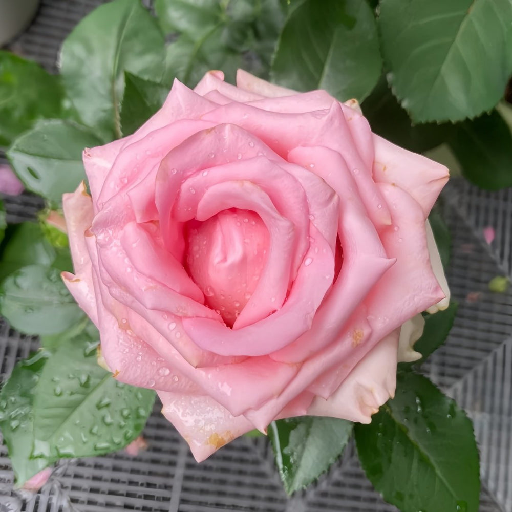 Sweet Revival Rose Plant|甜蜜苏醒 image 4
