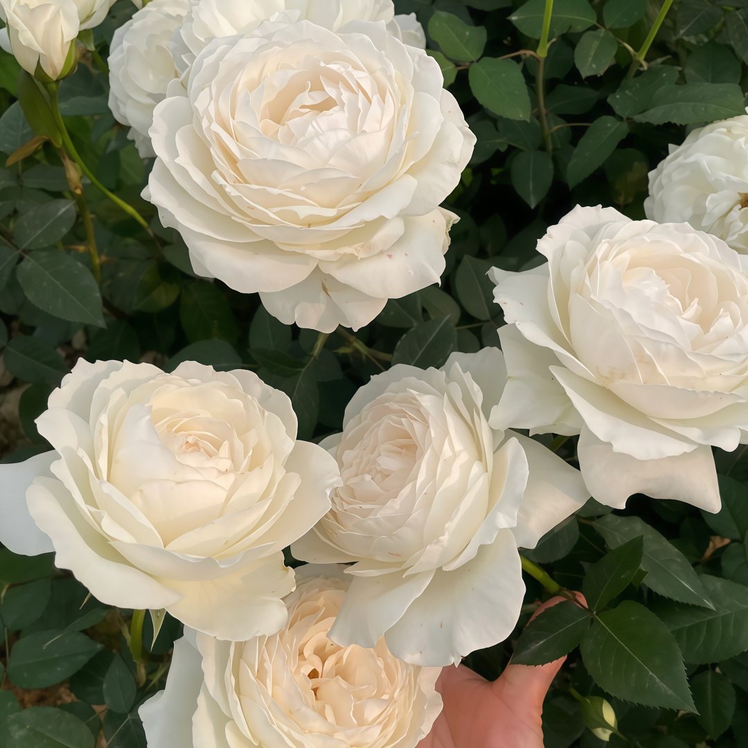 Princess Miyuki Rose Plant｜美雪公主 image 6