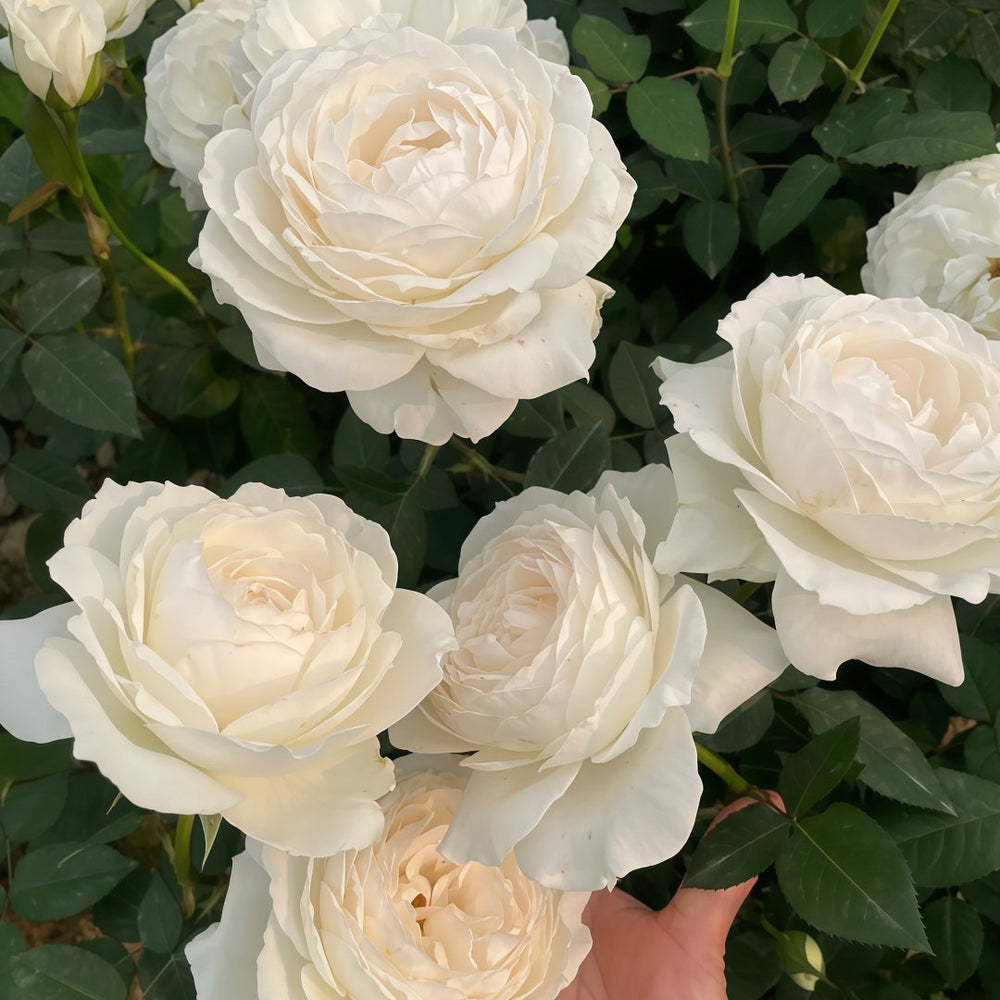 Princess Miyuki Rose Plant｜美雪公主 image 6