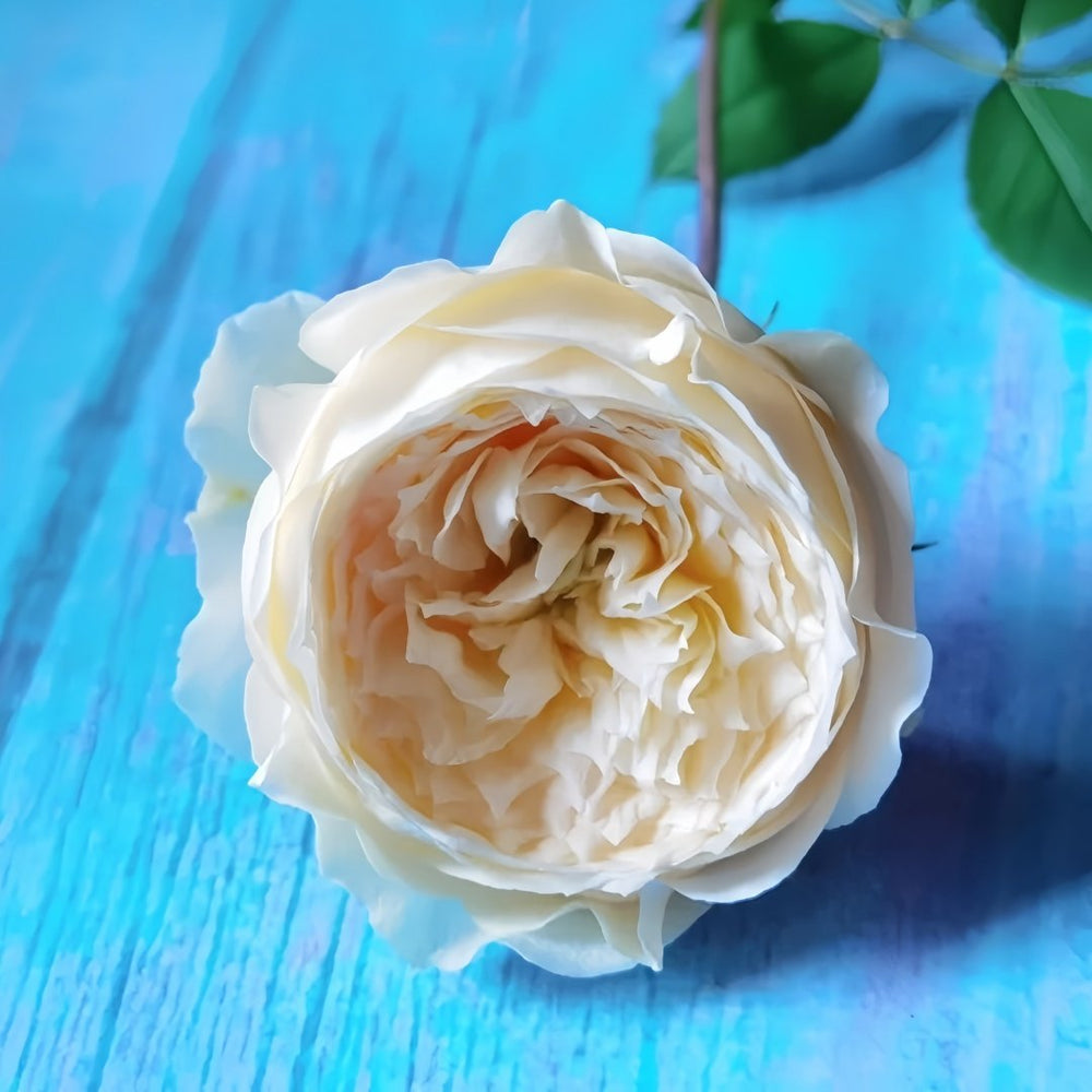 Weeping beauty Rose Plant|梨花雨 image 3