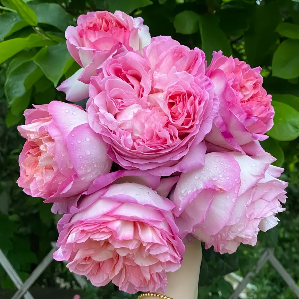 Aube Rose Plant｜破晓 image 0
