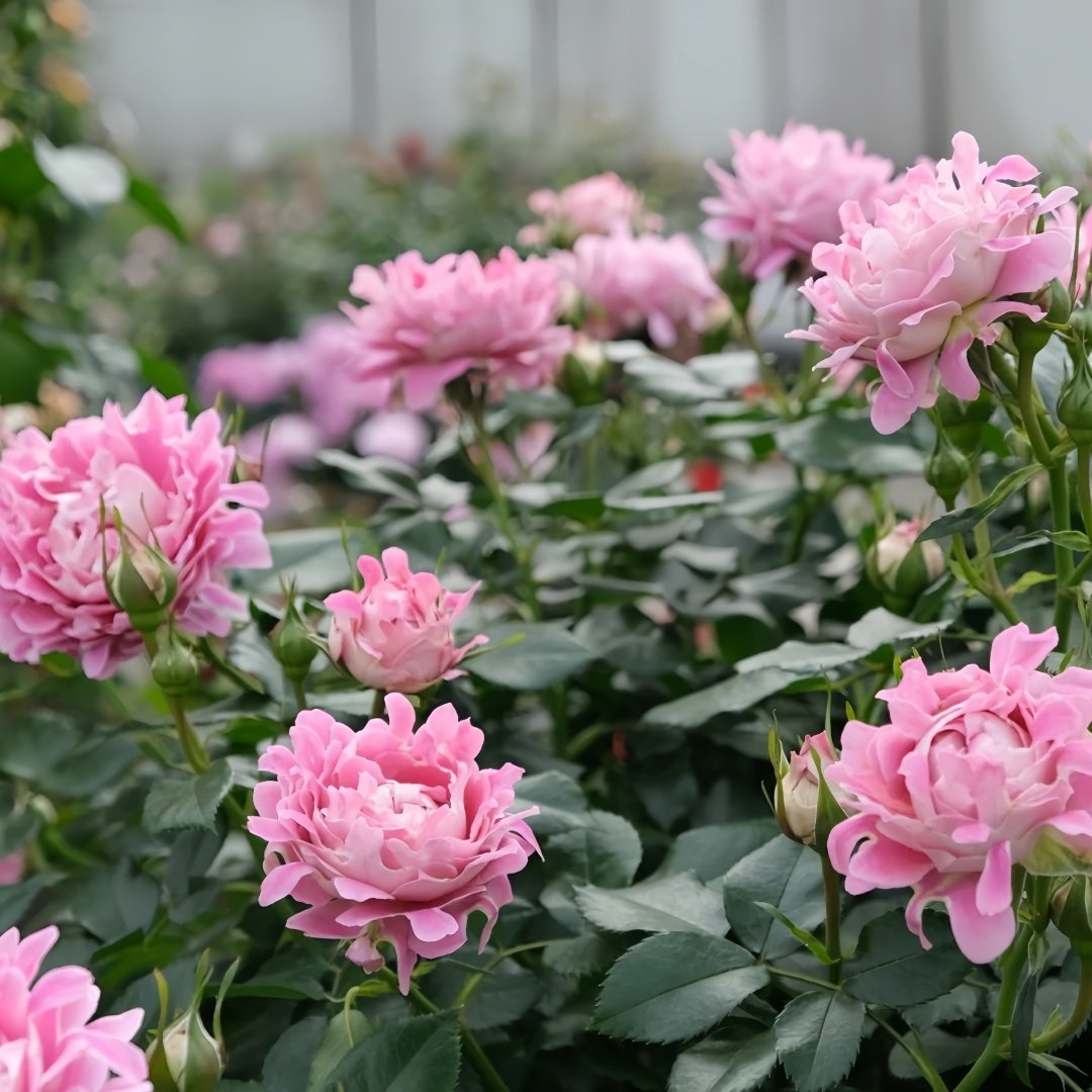 Fancy Rufle Rose Plant｜梦幻折边 image 6