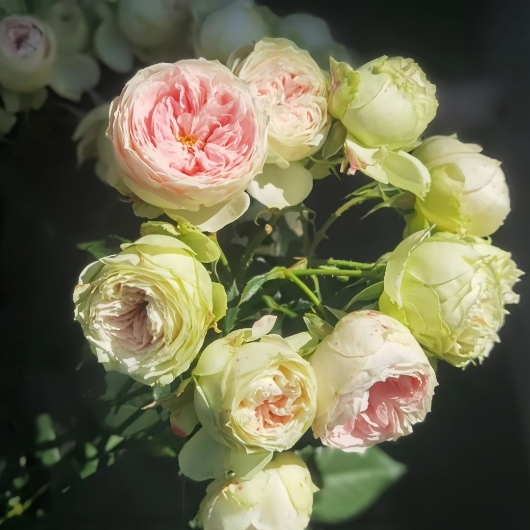Pompom Verand Rose Plant｜门廊绒球 image 13