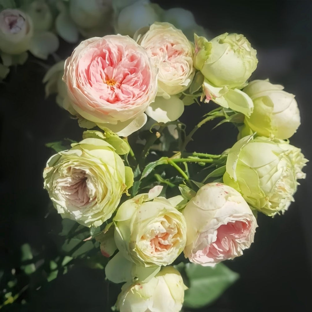 Pompom Verand Rose Plant｜门廊绒球 image 13