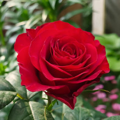 Plateau Red Rose Plant｜高原红 image 2