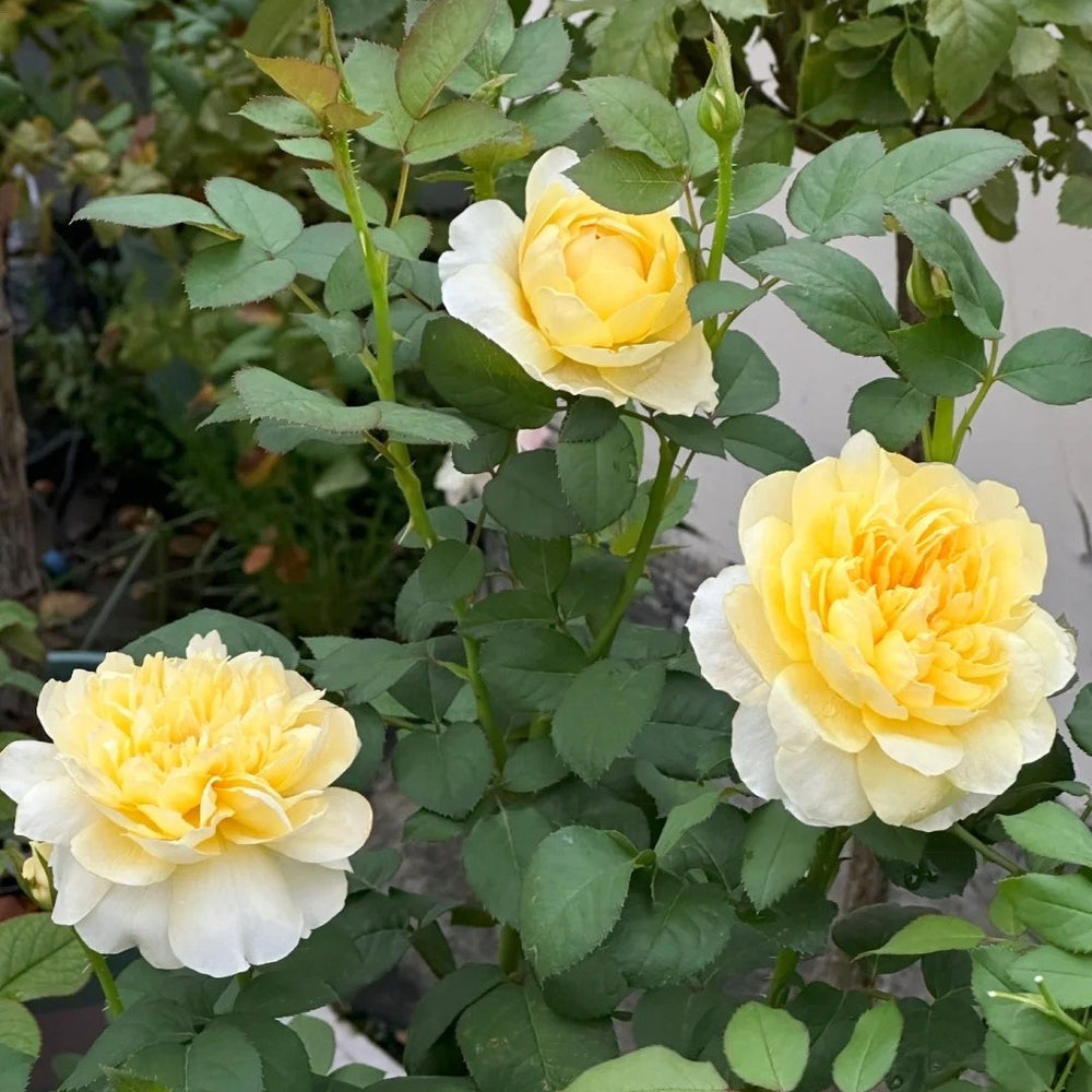 Jeanne d’Arc Rose Plant｜圣女贞德 image 9