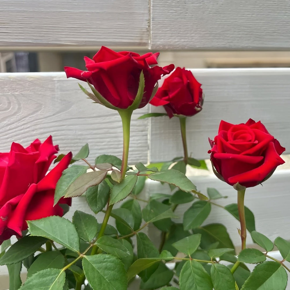 Red Bride Rose Plant ｜红新娘 image 8