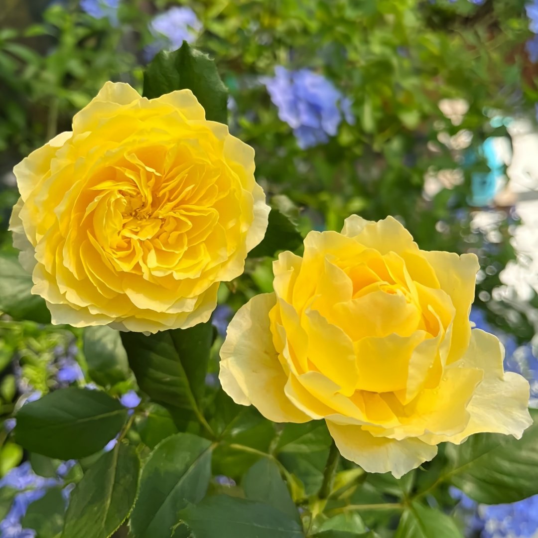 Hiyoko Rose Plant|小黄鸡 image 5