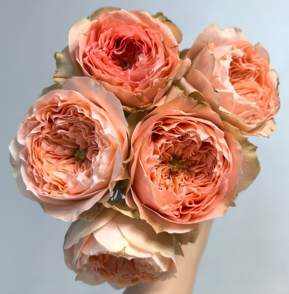 Sweet Harper Rose Plant | 甜蜜哈珀 image 9