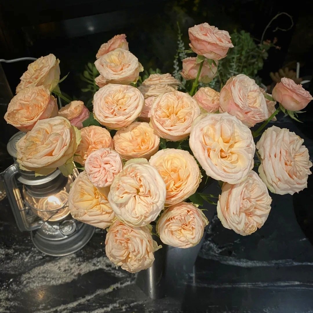 Gentle Trendsetter Rose Plant | 温柔宝藏 image 11