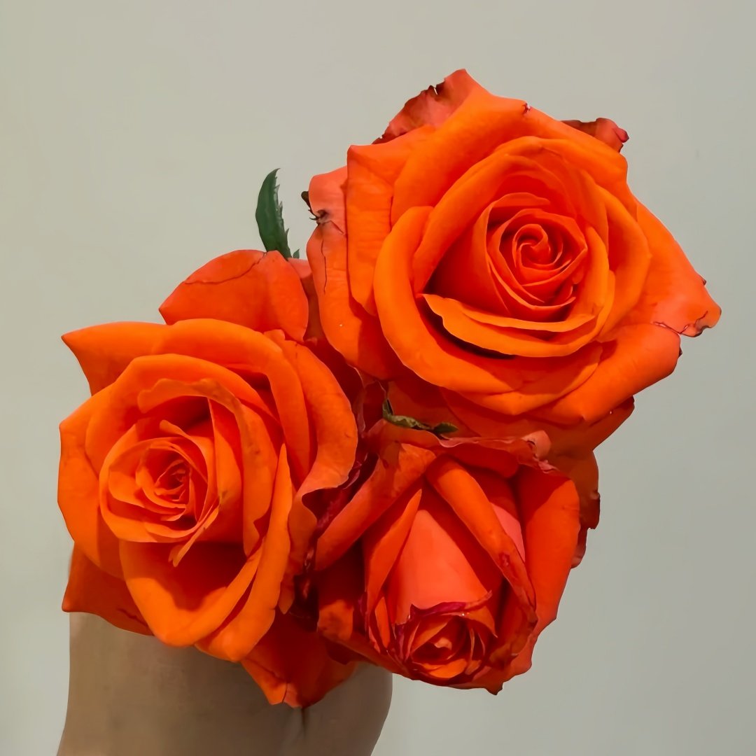Dragon Tale Rose Plant|龙的故事 image 6