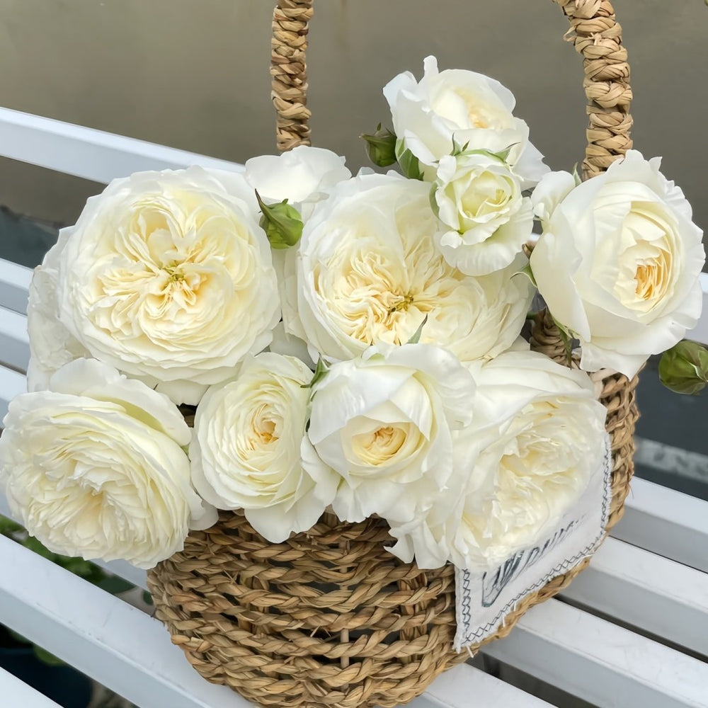 Moon Fairy Rose Plant|皎月仙子 image 8