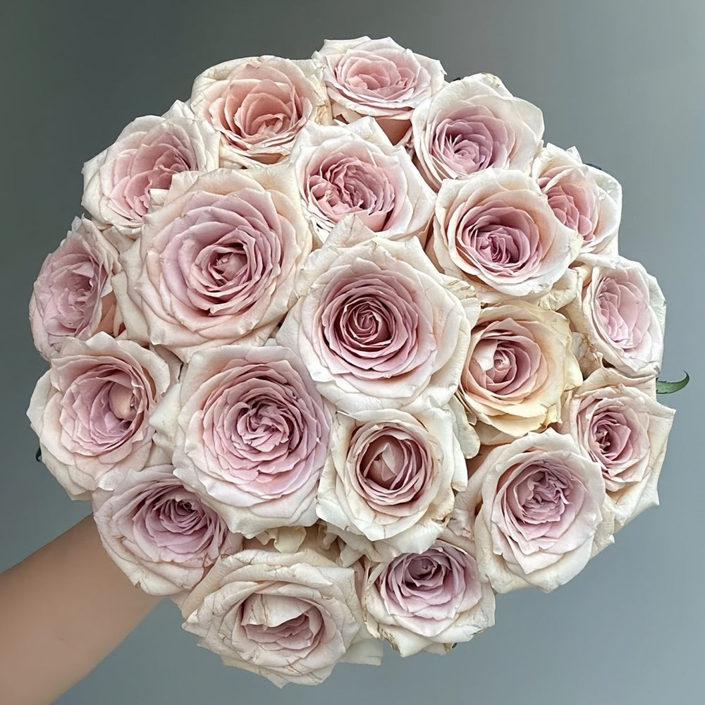 Brut Rose Plant｜布鲁特 image 0
