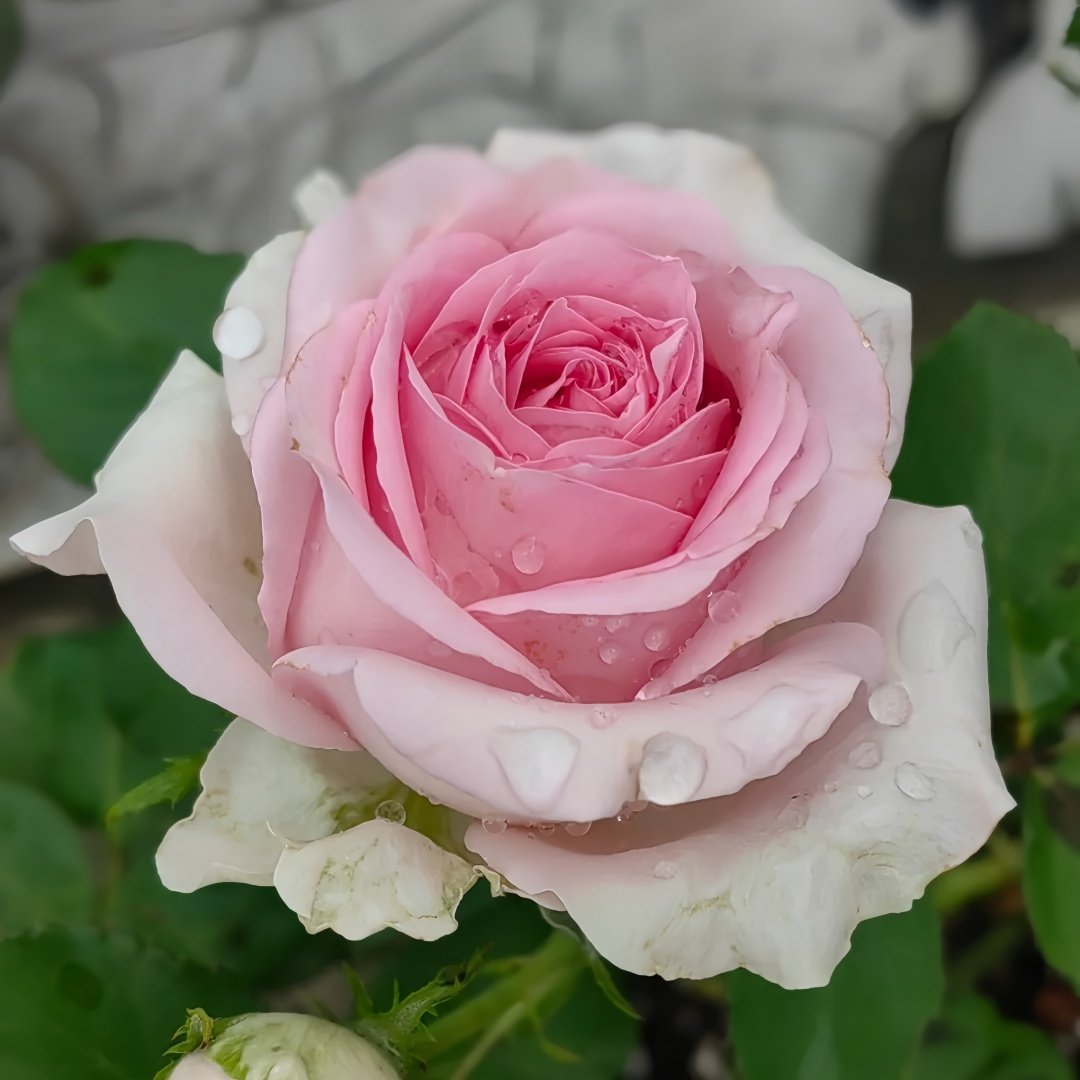 Sweet Revival Rose Plant|甜蜜苏醒 image 3