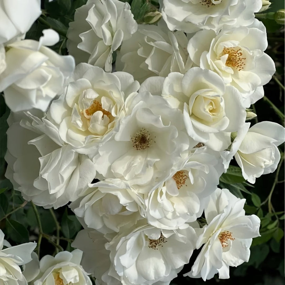 Iceberg Climbing Rose Plant｜藤冰山 image 4