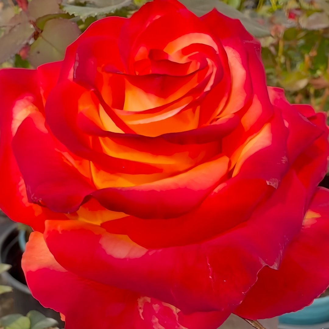 High Magic Rose Plant｜高和魔术 image 2