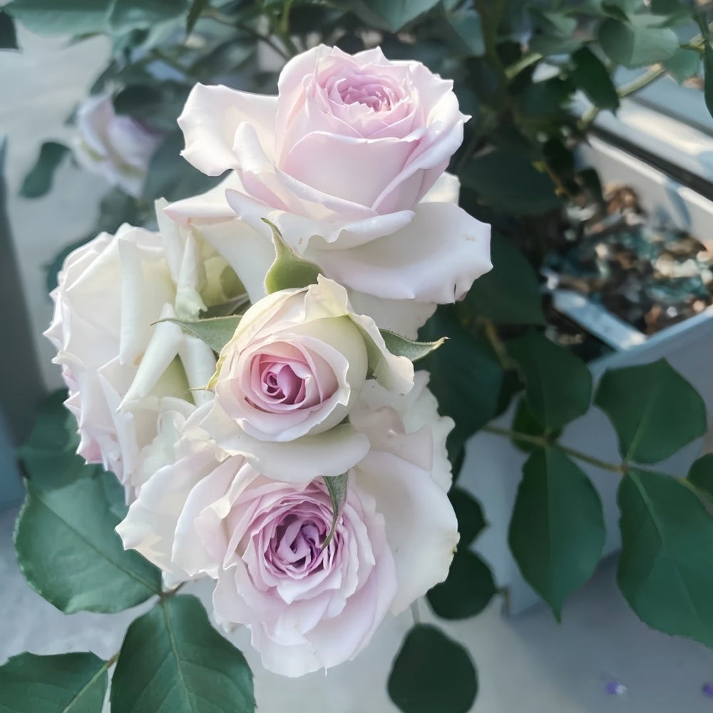 Silver Rain Rose Plant|银雨 image 6