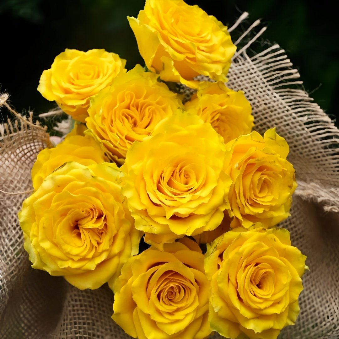 Yellow Breeze Rose Plant｜黄色布雷茨 image 4