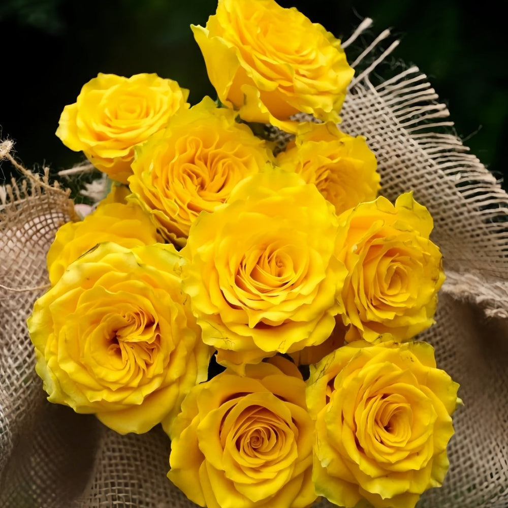 Yellow Breeze Rose Plant｜黄色布雷茨 image 4