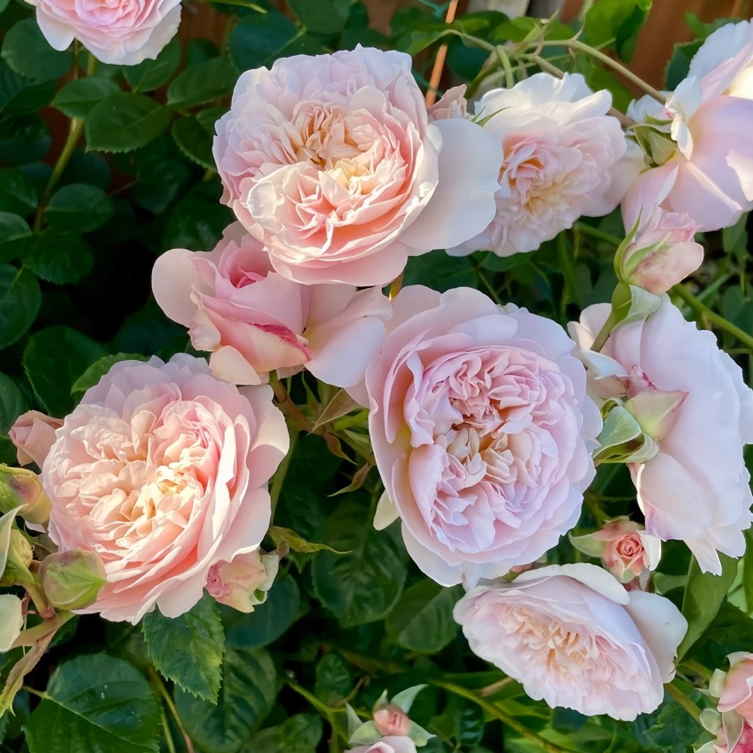 Emily Brontë Rose Plant｜艾米莉·勃朗特 image 9