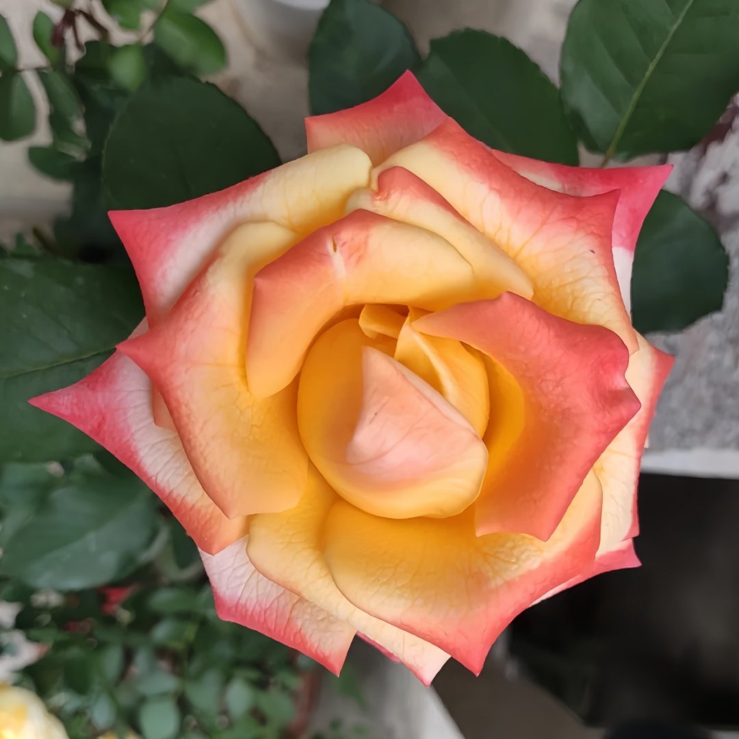 Florida Rose Plant｜佛罗里达 image 1