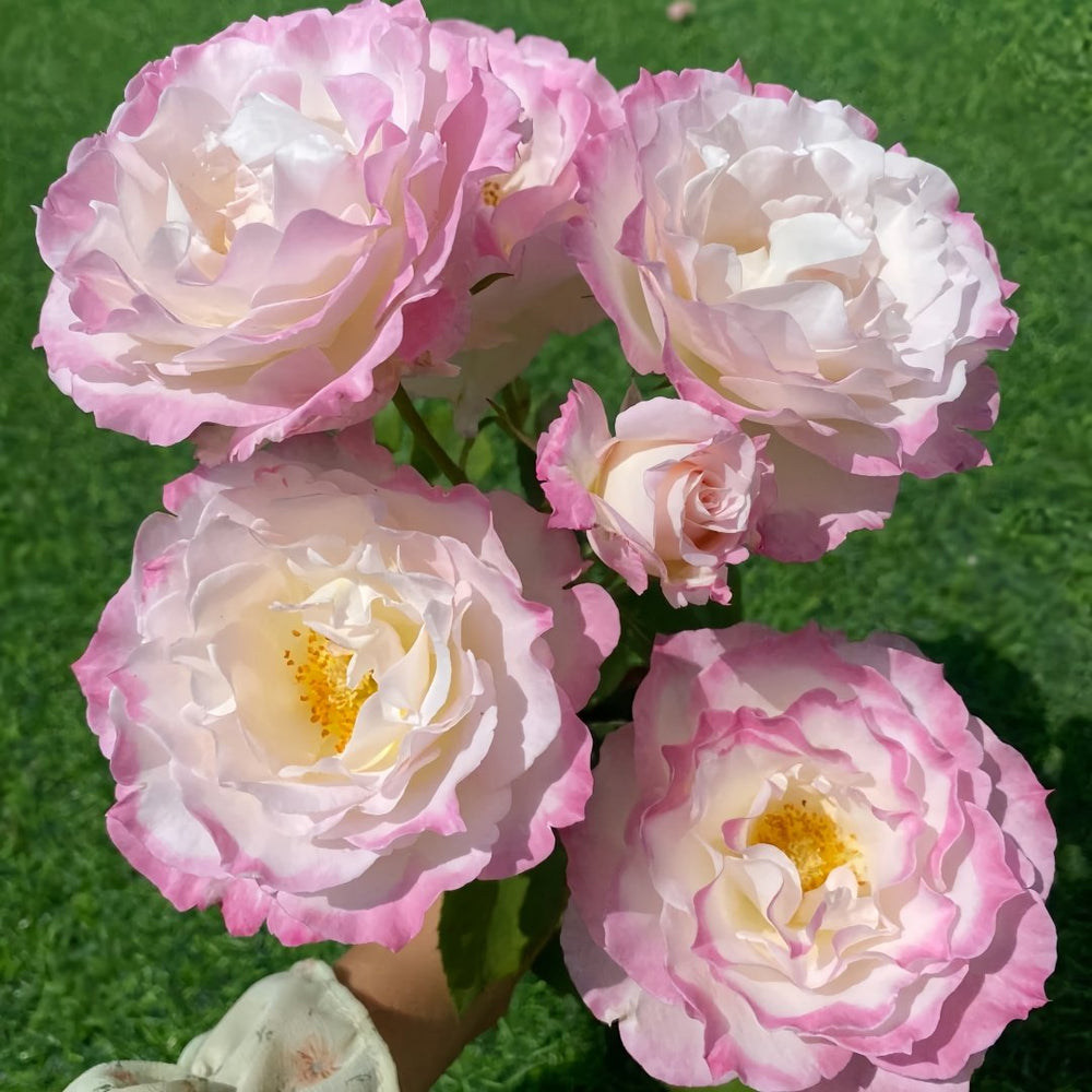 Seraphim Rose Plant｜六翼天使 image 8