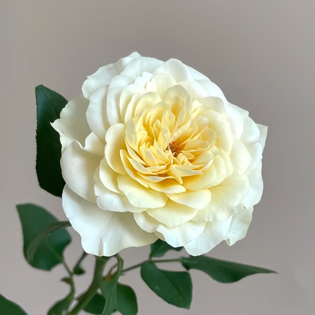 Yellow Mikoto Rose Plant|黄美琴 image 5
