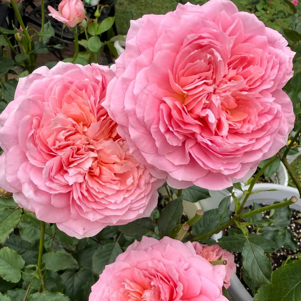 Taoran‌ Rose Plant|桃染 image 5