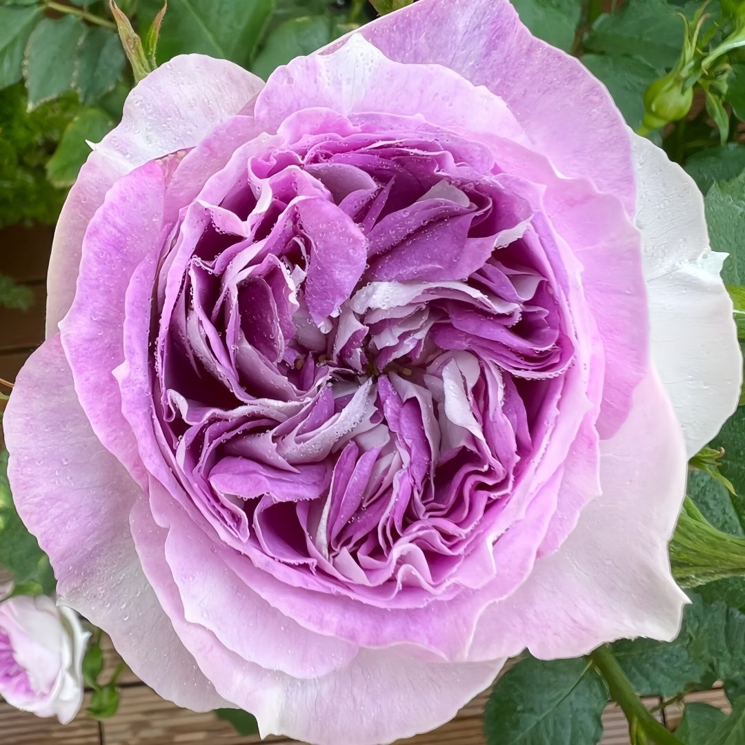 Blue Moon Stone Rose Plant|蓝月石 image 7