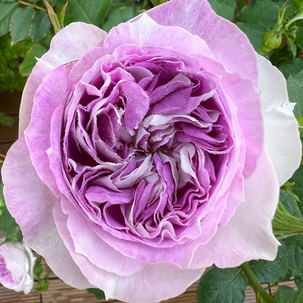 Blue Moon Stone Rose Plant|蓝月石 image 7