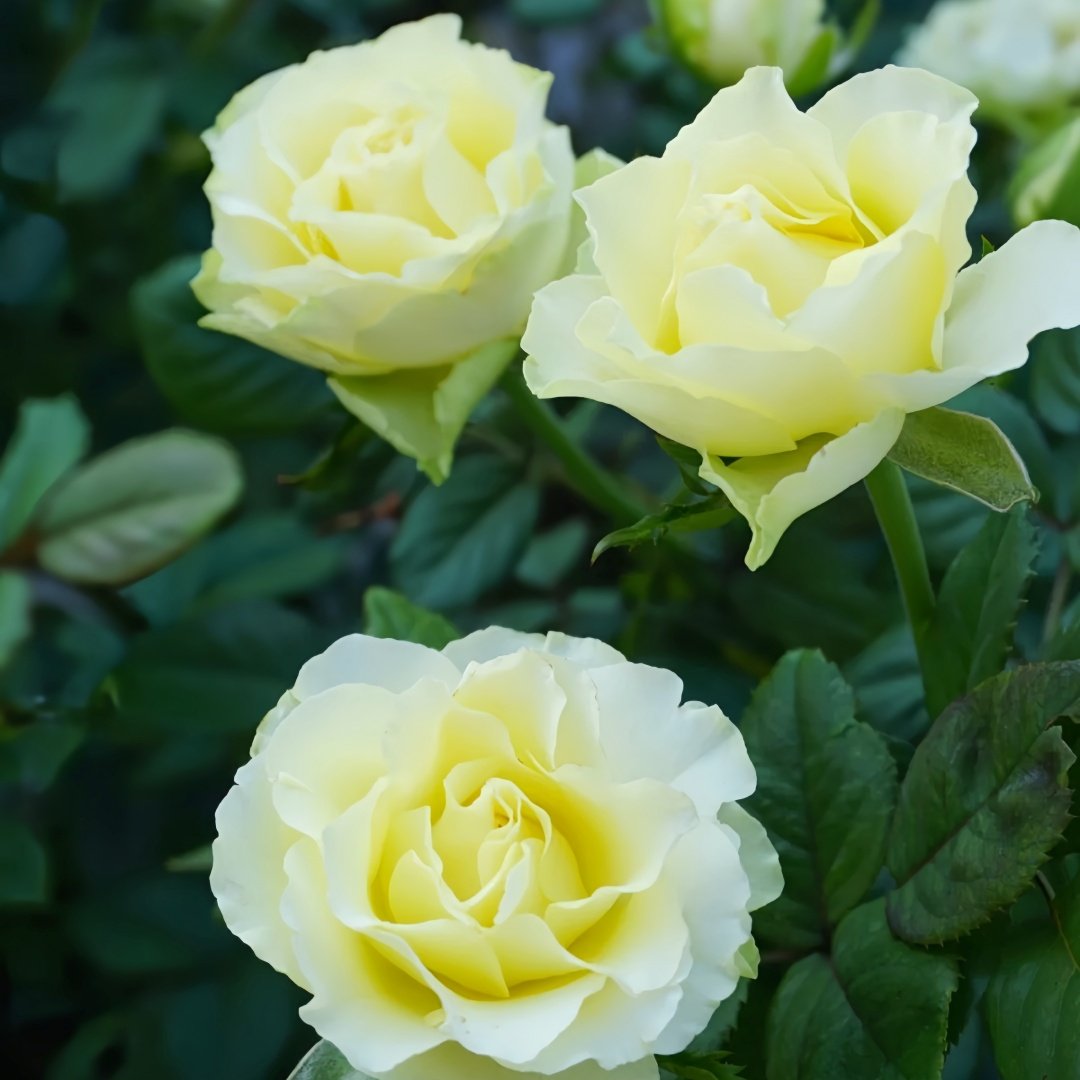 Green Planet Rose Plant|绿色行星 image 6