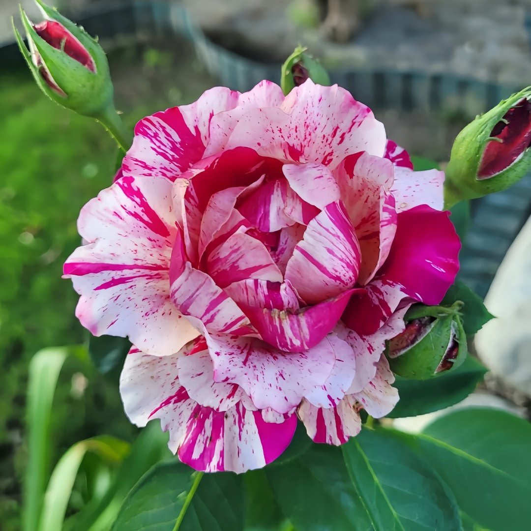 Maurice Utrillo Rose Plant｜莫里斯•尤特里罗 image 1