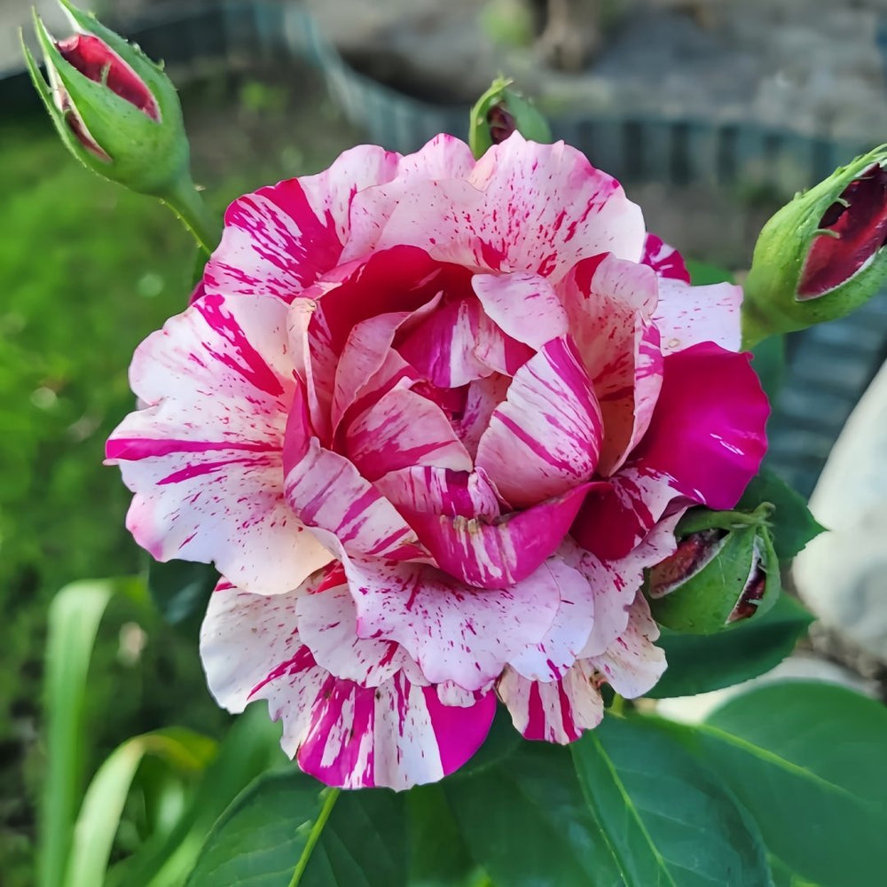 Maurice Utrillo Rose Plant｜莫里斯•尤特里罗 image 1