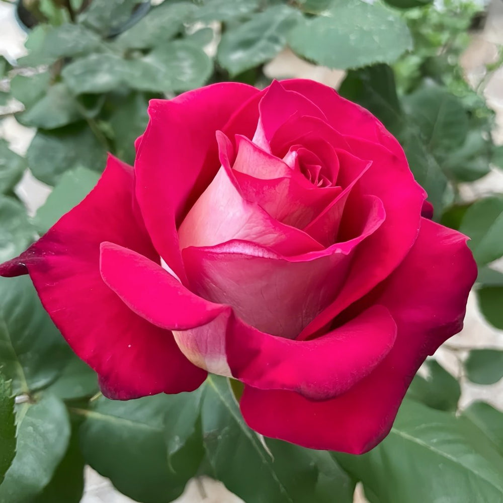 Monica Bellucci Rose Plant｜莫妮卡贝鲁奇 image 4